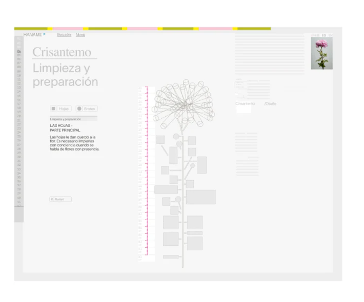 Chrysanthemum preparation lesson with text, pale drawings, ruler, and material photograph